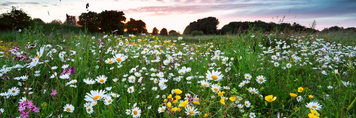 geraldton wildflower season