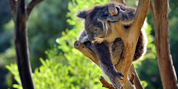 western australian native animals, koalas