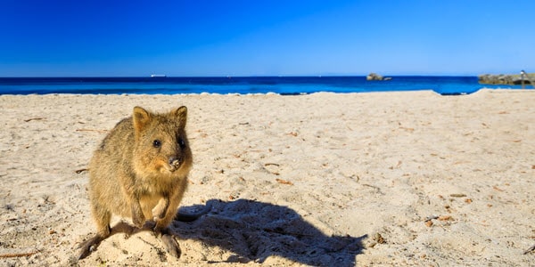 western australian native animals, quokkas