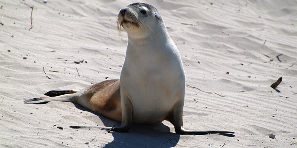 western australian native animals, sea lions