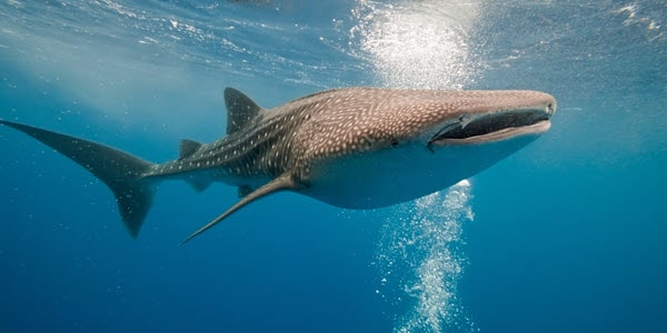 western australian native animals, whale sharks