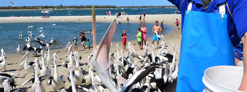 Pelican Feeding near Kalbarri Red Bluff Tourist Park