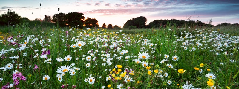 Wildflowers near Geraldton Belair Gardens Caravan Park