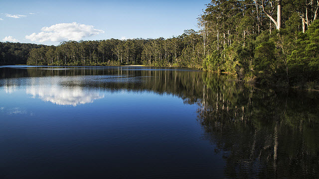 Karri Forest Pemberton