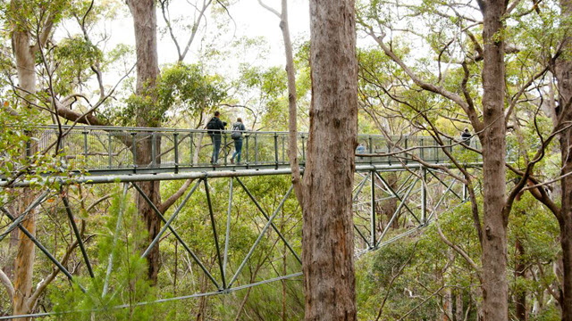 Tree Top Walk Valley of Giants Walpole